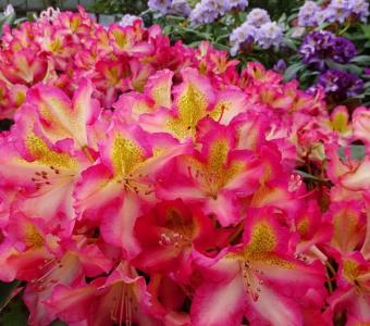  Rhododendron Różanecznik wielkokwiatowy Scyphocalix - Wysoki 26