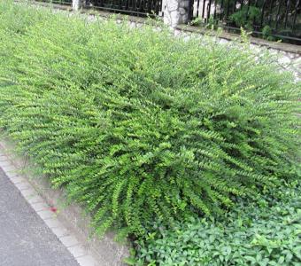 Suchodrzew chiński -  Lonicera pileata 