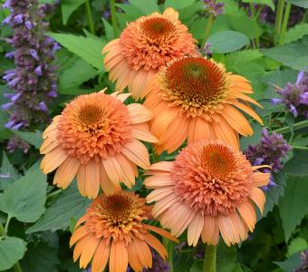 Jeżówka Echinacea Supreme™ Cantaloupe 