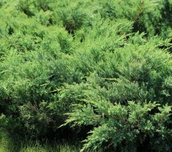 Jałowiec nadbrzeżny Schlager - Juniperus communis