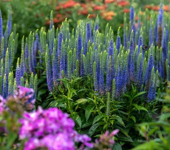 Przetacznik kłosowy Ulster Blue Dwarf - Veronica