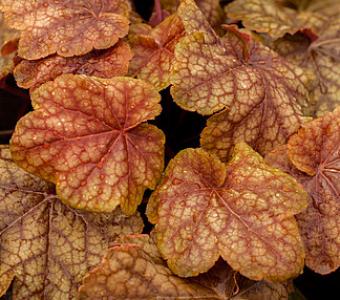 Żurawka Heuchera World Caffe Arabica