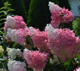 Hortensja bukietowa Hydragea Vanille Fraise 