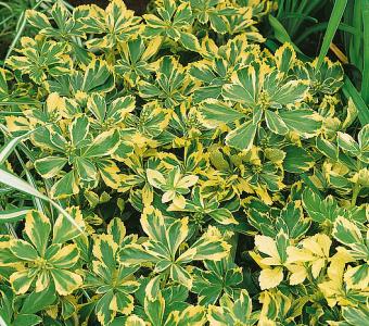 Runianka japońska Variegata 