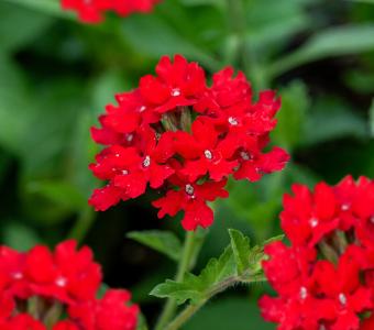 Werbena peruwiańska - Verbena peruviana 26