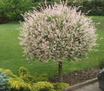 Wierzba całolistna Hakuro Nishiki - Szczepiona 50-180cm
