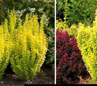 Berberys thunbergii Yellow Tower 26