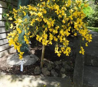 Żarnowiec miotlasty na pniu 80cm - 26