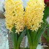 0 0 productGfx 03ede115002dde7b49f6398c0f910377
