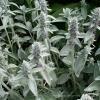 0 Stachys byzantina Yvoire 1