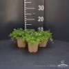 4d09401ad9164d67f71f5b3b2fca411d