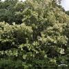640px Robinia pseudoacacia sk