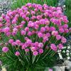 Armeria maritima 2b