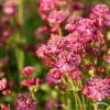 Astrantia Cerise Button 71602 1