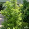Bez czarny GOLDEN TOWER kolumnowy Nazwa lacinska sambucus nigra