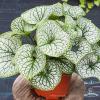 Brunnera Sea Heart 71829 1