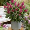 Buddleja Butterfly Candy Little Ruby 75483 3
