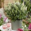 Buddleja Butterfly Candy Little White 75481 4