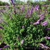 Buddleja davidii Boreder Beauty 2