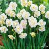 CHEERFULNESS