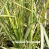 Calamagrostis acutiflora England