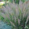 Calamagrostis brachytricha 79089 2