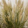 Calamagrostis brachytricha 79089 3