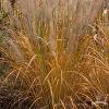 Calamagrostis brachytricha 79089 4