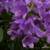 Campanula Gaudi Violet