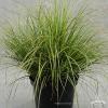 Carex brunnea Variegata 79041 1