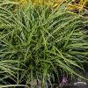 Carex morrowii Ice Dance 79002 1