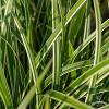 Carex morrowii Ice Dance 79002 2