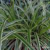 Carex morrowii Ice Dance 79002 5