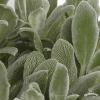 Czysciec welnisty Silver Carpet stachys byzantina 887 480