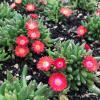 Delosperma Jewel of Desert Grenade Ice Plant June3 scaled