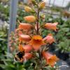 Digitalis Friecracker 75903 2