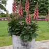 Digitalis Rising Phoenix 75904 1