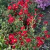 Duchess of Edinburgh 2