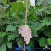 EINSET SEEDLESS