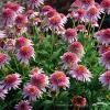 Echinacea Butterfly Kisses 79272 2