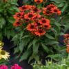 Echinacea Orange Pearl 75905 2