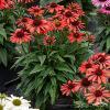 Echinacea Red Pearl 74292 2