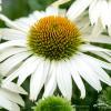 Echinacea White Pearl 79650 3