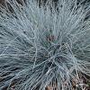Festuca Elijah Blue 79897 2