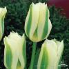 Green spirit
