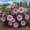 HIBISKUS bylinowy Summerific STARRY NIGHT duze rozowe kwiaty Sadzonki 2L