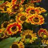 Helenium Fuego 79082 2