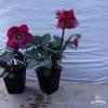 Helleborus hybrid Purple