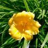 Hemerocallis Stella de Oro