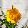 Hidcote 1